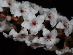 Epacris microphylla