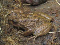 Tolhuaca Spiny-Chest Frog photo 4