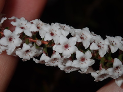 Epacris microphylla