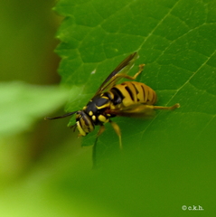 Spilomyia alcimus