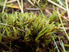 Scorpidium cossonii