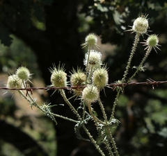 Dipsacus ferox