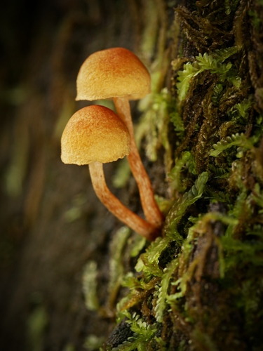 Gymnopilus eucalyptorum