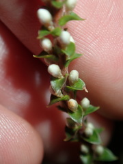 Epacris microphylla