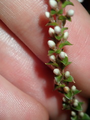 Epacris microphylla