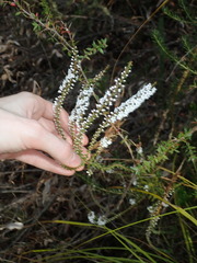 Epacris microphylla