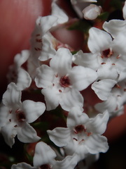 Epacris microphylla