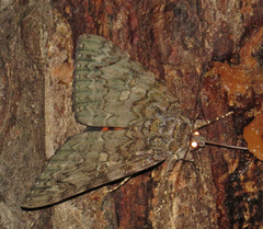 Catocala umbrosa