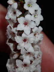 Epacris microphylla