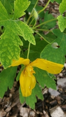 Stylophorum diphyllum