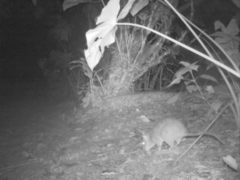 Cricetomys gambianus