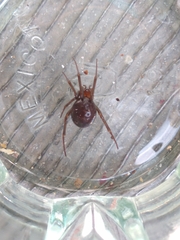 Steatoda grossa