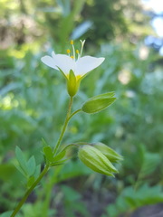 Polemonium carneum