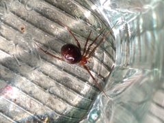 Steatoda grossa