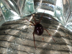 Steatoda grossa