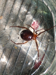Steatoda grossa