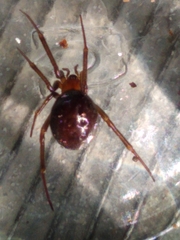 Steatoda grossa