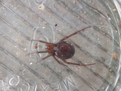 Steatoda grossa
