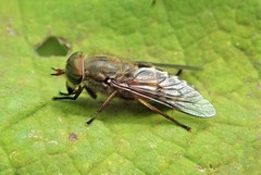 Tabanus bromius