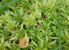 Sphagnum subnitens