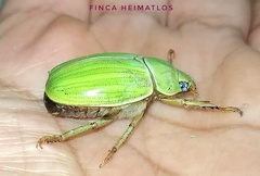 Pelidnota prasina