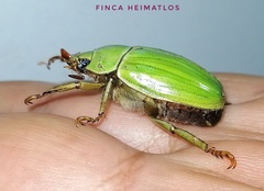 Pelidnota prasina