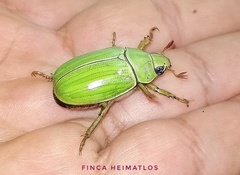 Pelidnota prasina