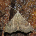Redectis pygmaea - Photo (c) David Dodd, algunos derechos reservados (CC BY), uploaded by David Dodd