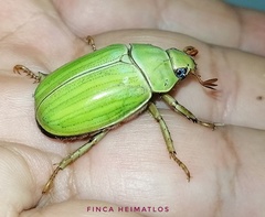 Pelidnota prasina