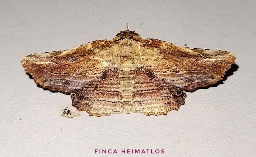 Diagrapta lignaria
