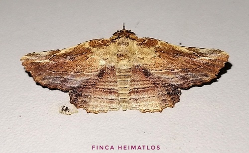 Diagrapta lignaria