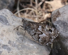 Hipparchia aristaeus