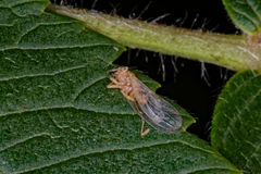 Stenocranus matsumurai