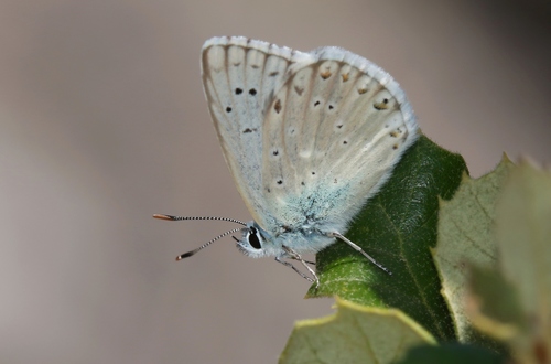 Chalkhill Blue, Nuoro, Sardegna, IT, photo 8 of 10