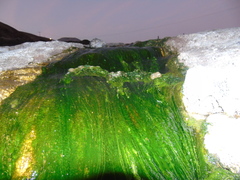 Scenedesmus