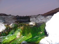 Scenedesmus