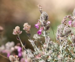 Teucrium marum
