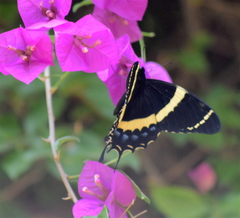 Papilio garamas garamas