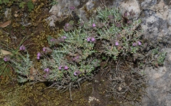 Teucrium marum