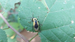 Chauliognathus distinguendus