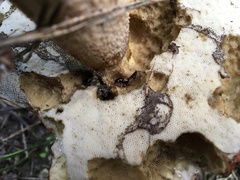 Oxyporus maxillosus