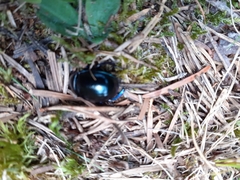 Trypocopris vernalis