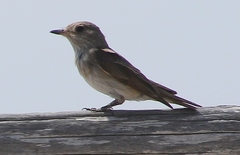 Muscicapa striata tyrrhenica