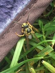 Vespula vulgaris