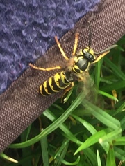 Vespula vulgaris
