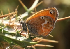 Coenonympha corinna