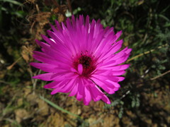 Drosanthemum longipes
