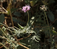 Scabiosa holosericea