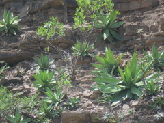 Agave quiotepecensis