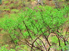 Bursera galeottiana